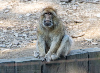 Barbary macaque (Macaca sylvanus) sits above a ditch and looks around