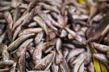 Many raw red mullet fish on blurred background, closeup