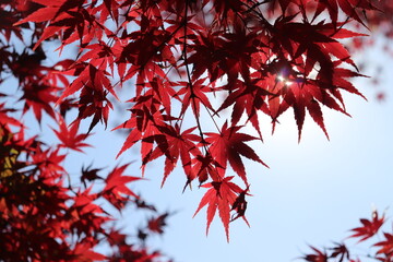 autumn red maple leaves and sunlight
