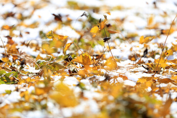 Fallen leaves in the snow