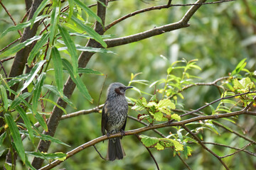 小枝に止まる秋のヒヨドリ
