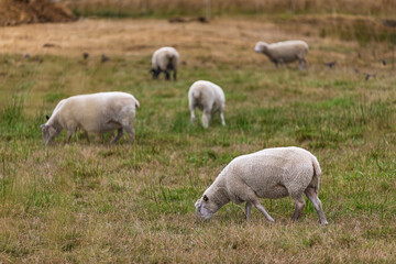 Herd of sheep on green pasture. A group of sheep on a pasture stand next to each other