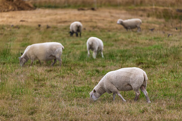 Fototapeta premium Herd of sheep on green pasture. A group of sheep on a pasture stand next to each other