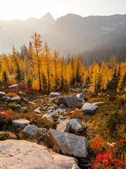 Colorful forest of golden larch trees in haze, Cutthroat Pass, North Cascades National Park, Washington, USA.