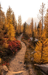 Fototapeta premium Path through colorful forest of golden larch trees, Cutthroat Pass, North Cascades National Park, Washington, USA.