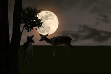 Silhouette of a deer standing at night in a full moon atmosphere