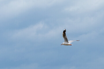 seagull in flight