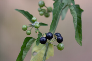 black currant bush