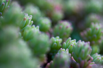 Pachyphytum Machucae (baby finger) small green succulent plant growing in garden. Carpet of many succulents with thick fleshy leaves in woods, forest. Eveкgreen Sedum Golden Moss. Succulent breeding.