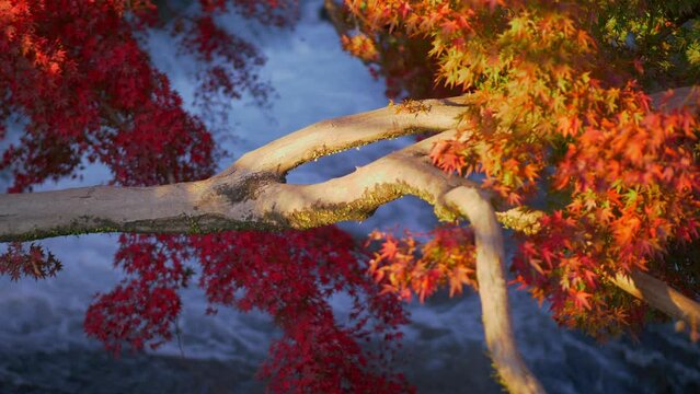 autumn leaves turning red on Japanese maple tree, momiji in Japan, panning shot of colourful autumn sunlit tree over a waterfall