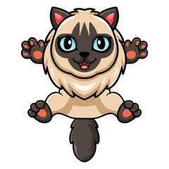 Cute balinese cat cartoon posing