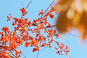 red autumn berries on blue sky background