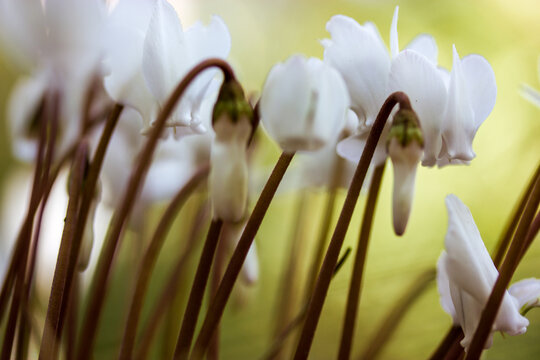 White cyclamen hederifolium flowers on forest edge, garden, park, forest in wild