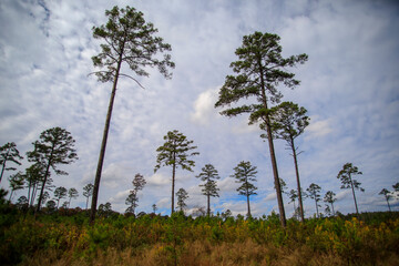 Little pine trees start to grow in a reforestation woodland area