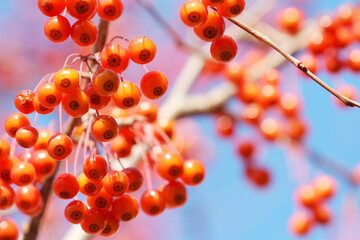 red rowan berries