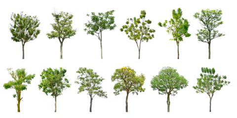 Collection Trees green leaves and some with yellow flowers. total 12 trees. (png)	