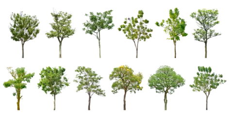Foto op Plexiglas Collection Trees green leaves and some with yellow flowers. total 12 trees. (png)  © Chothip
