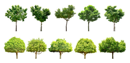 Fototapeta premium Collection Trees and bonsai green leaves, some with yellow flowers. total 10 trees. (png) 