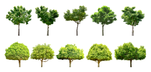 Collection Trees and bonsai green leaves, some with yellow flowers. total 10 trees. (png)	