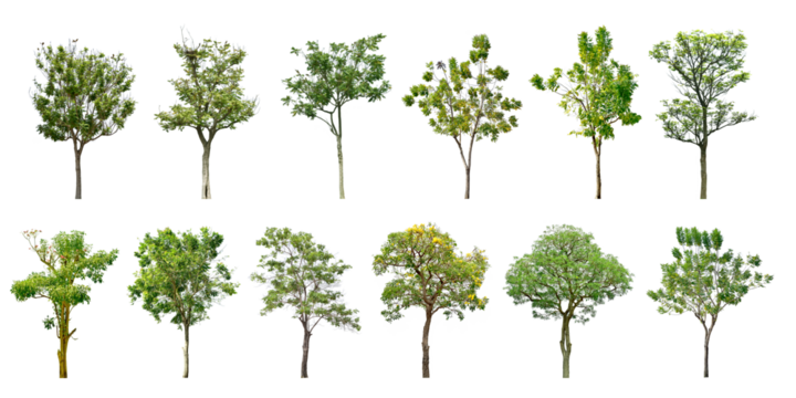 Collection Trees green leaves and some with yellow flowers. total 12 trees. (png)	