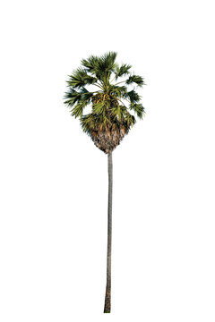 Palm tree isolated on white