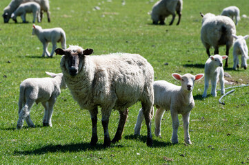 Fototapeta premium A mother sheep or ewe stands looking at the camera with her male, ram lamb