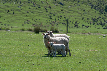 Three sheep stand one in front of the other in a paddock