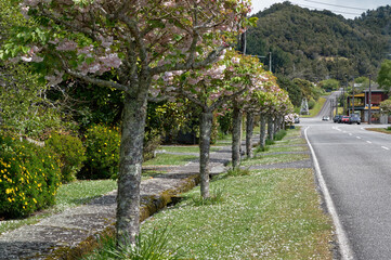 Fototapeta na wymiar Formal planting of cheery trees down the Hight Street in Ross, South Island, New Zealand.
