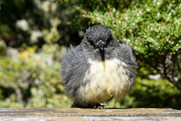 A New Zealand robin, one of Aotearoa's cute native birds