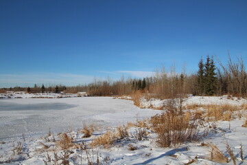 winter landscape with trees