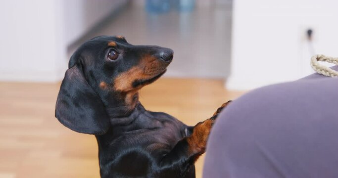 Small puppy tries to jump onto owner lap, looks plaintively, asks for attention, looks with pitiful eyes dog stands on its hind legs asks to play with him sad expression Tenderness love emotions pets