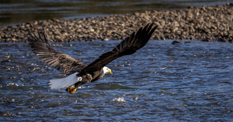 a big bald eagle is flying with its powerful winds