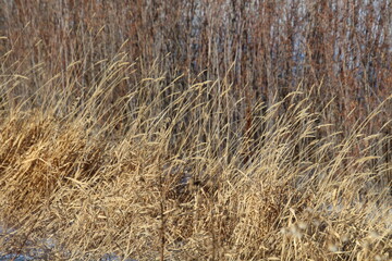 Fototapeta premium grass in the wind
