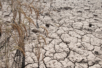 The drought caused the rice fields to die. Soil surface drought crisis.