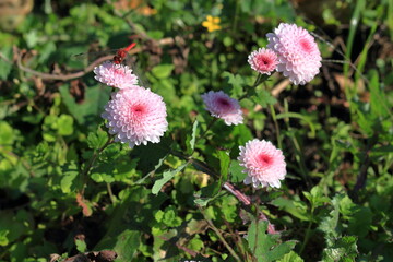 菊の花と赤トンボの接写