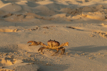 Crab on the Beach in Fighting Stance Claws Raised 