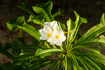 White Frangipani Plumeria with yellow Close up