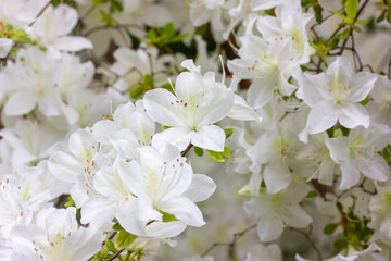 Fototapeta na wymiar White azalea buds in full bloom. Rhododendrons blossoming in a spring botanical Japanese garden. Beautiful fragrant flowers on a shrub in summer day. Background of white petals. Floral wallpaper.