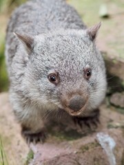 Fototapeta premium A closeup portrait of an enchanting precious young Common Wombat.