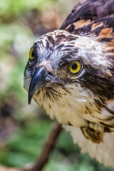 Close-up of a Red-tailed hawk as it  spots prey