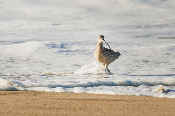 Sandpiper, Long-Billed Curlew, On The Beach