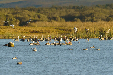 Landscape and silhouette of birds floating on the river, beautiful green hills at sunset