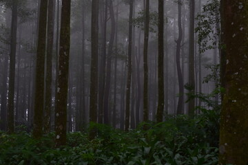Pine forest in Gunung Gede Pangrango National Park
