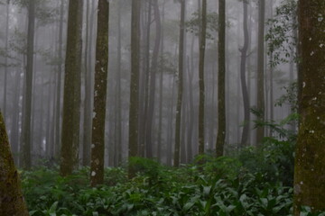 Pine forest in Gunung Gede Pangrango National Park
