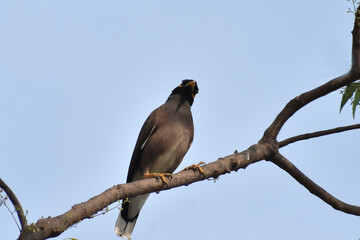 bird on a branch