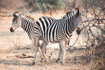 Fototapeta na wymiar Two African zebras in the Boteti River region of Botswana