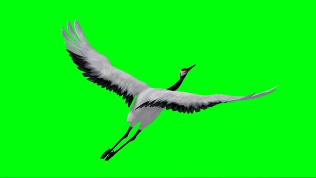 Crane Flying on Green Screen