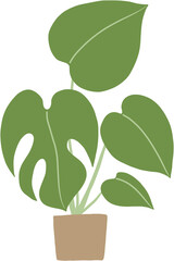 monstera plant freehand drawing flat design.