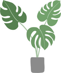 monstera plant freehand drawing flat design.