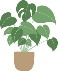 monstera plant freehand drawing flat design.